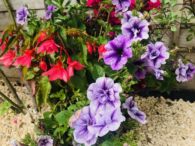Rediscovering my Garden