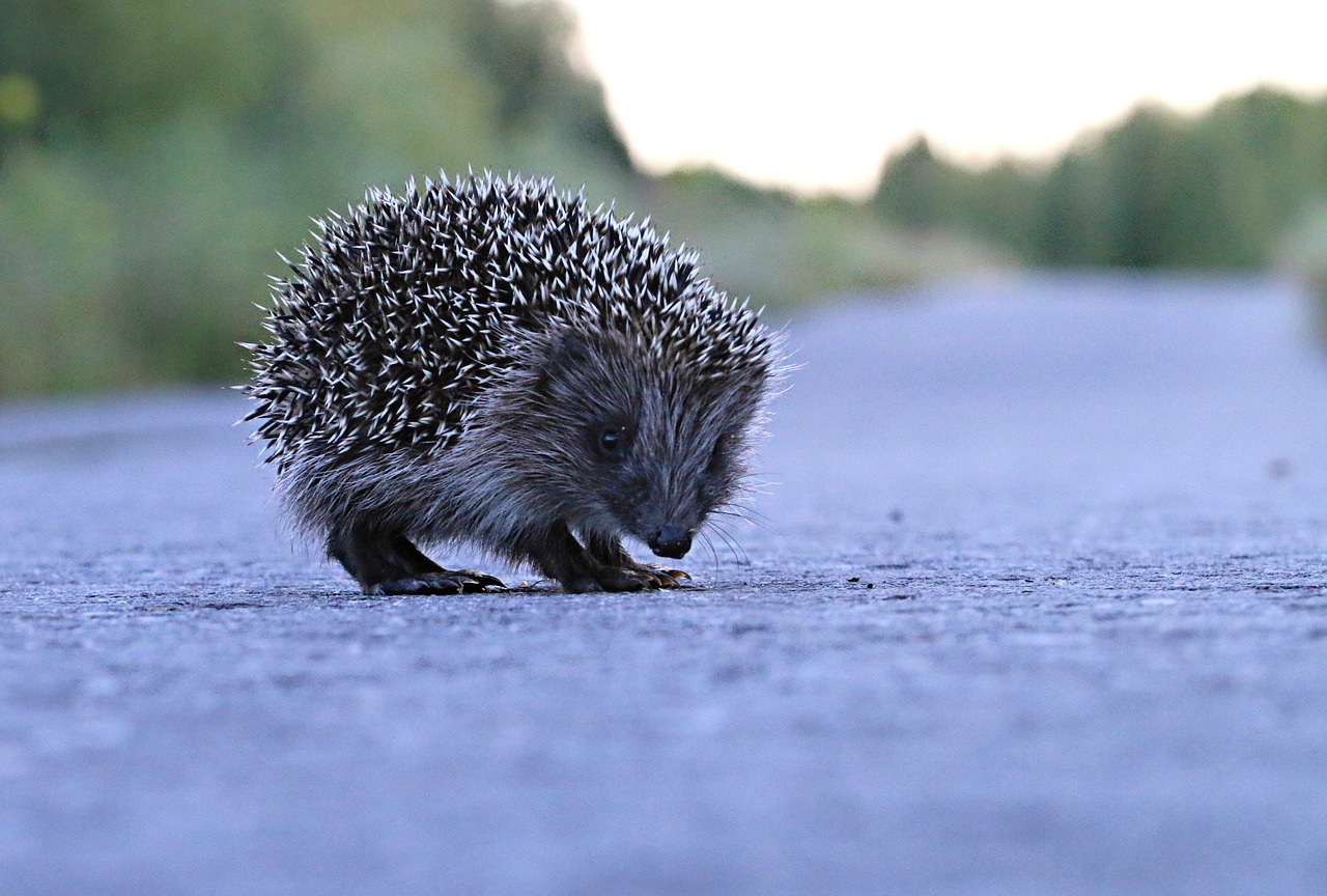 Help for Hatties, and the next step for slower speeds