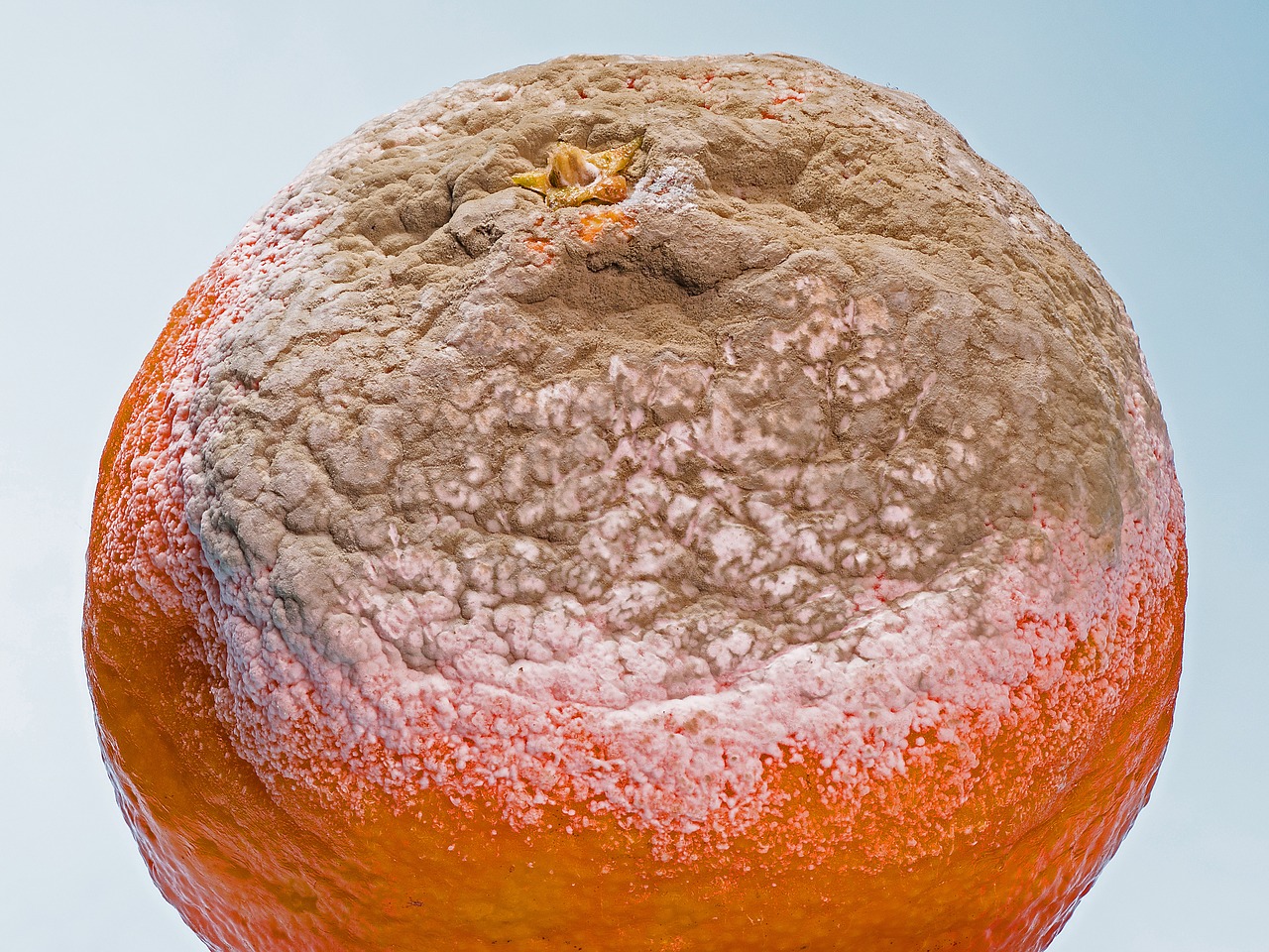 Plant Pandemics & COVID